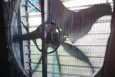 South Korea Egg Farm Poultry Project-4